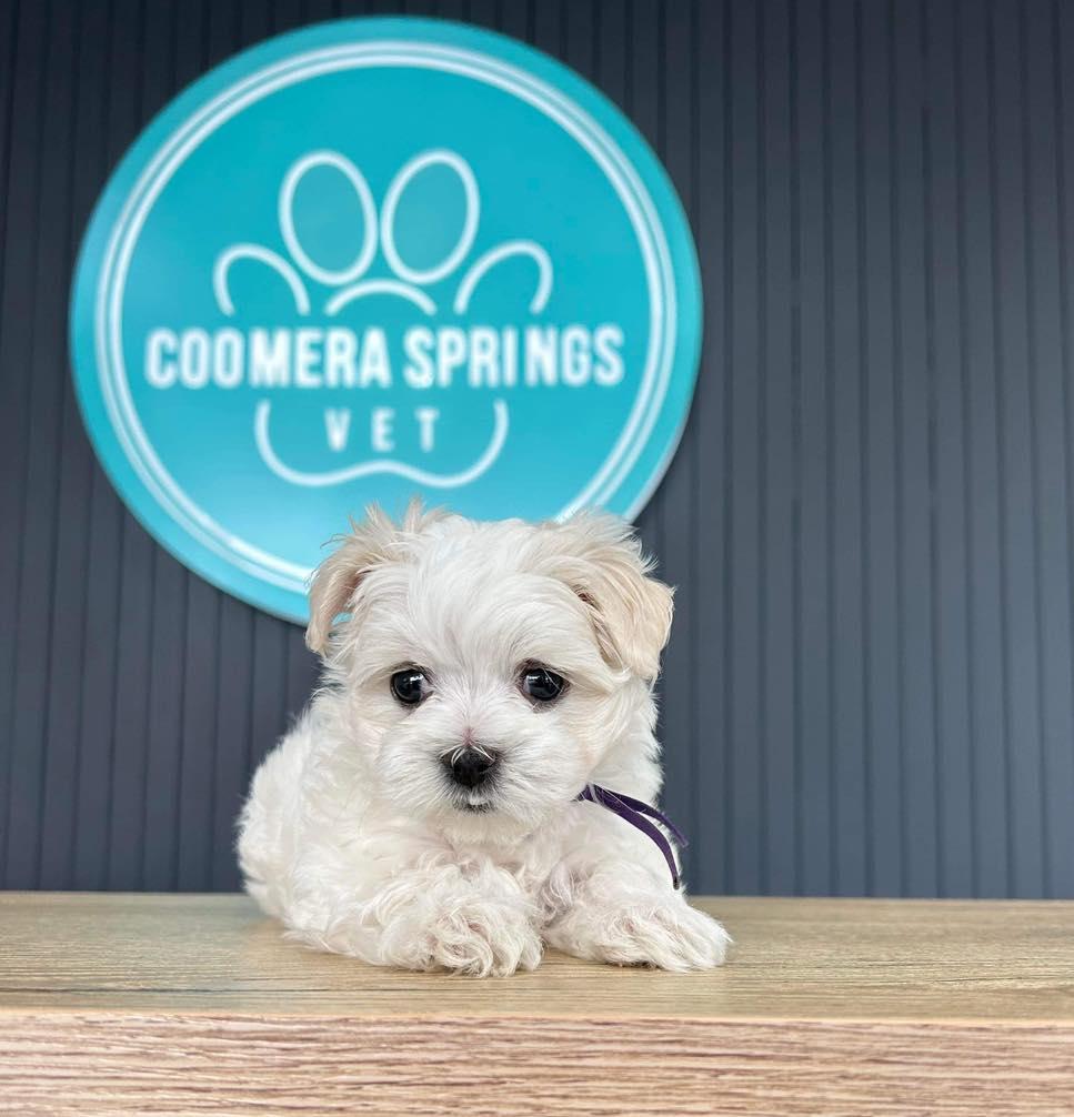 coomera-springs-vet-puppy