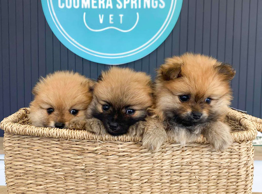 coomera-springs-vet-puppies